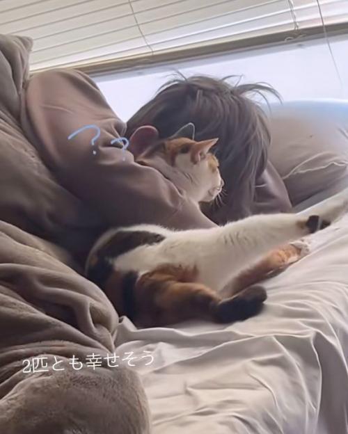 困る猫