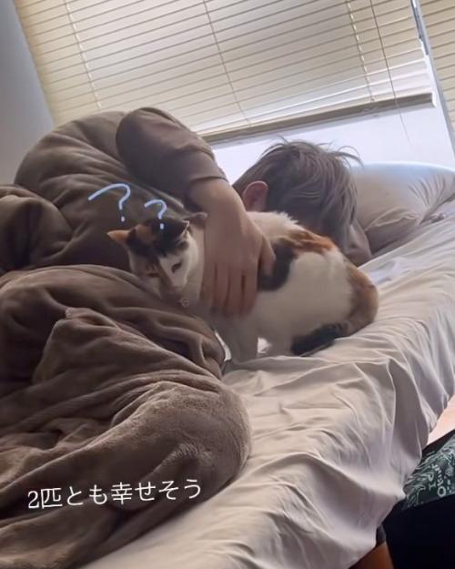足を開く猫
