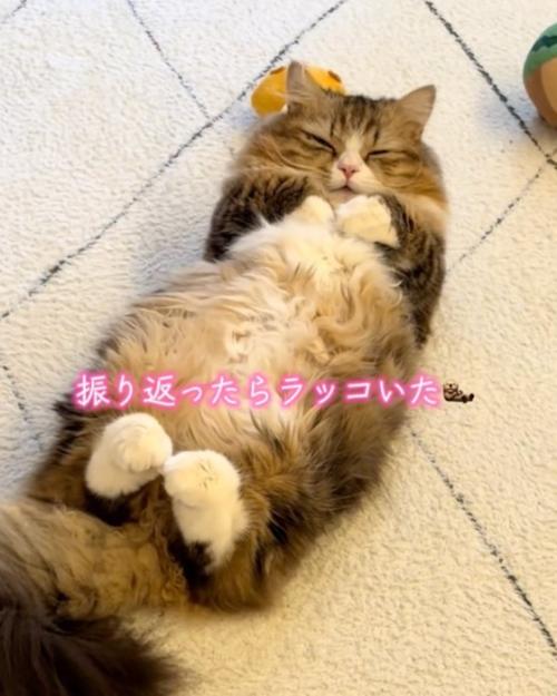 目を閉じる猫