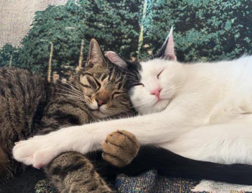 仲良く眠る猫