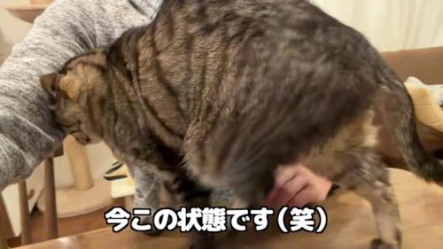 とーちゃんの腕に頭突きする百太さん