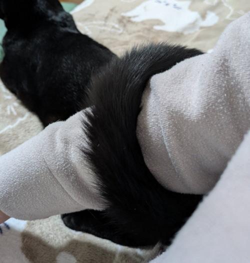 腕に巻きつく黒猫のしっぽ