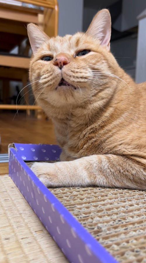 小さく口を開ける猫