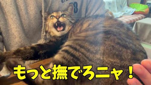 「撫でろ」と要求する百太さん
