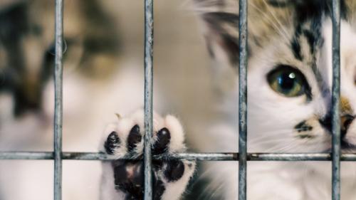 ケージの中の保護猫