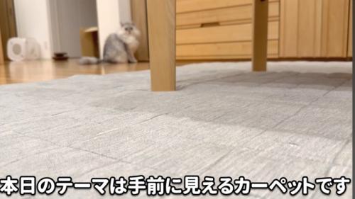 カーペットと猫