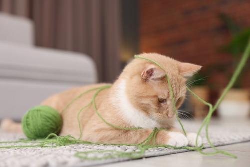 毛糸がからまっている猫