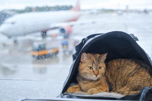 空港で便を待つ猫