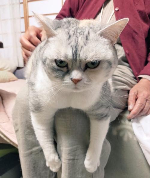 凄む猫