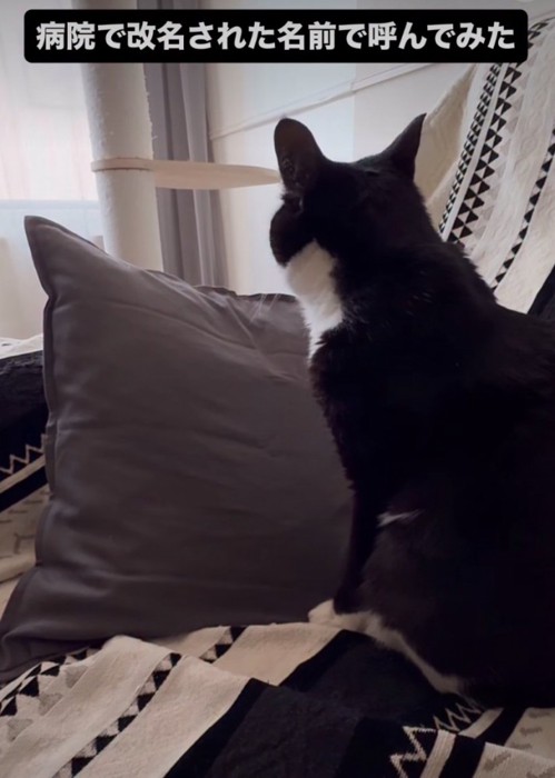 猫の後ろ姿