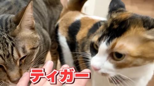 ティガーとベル