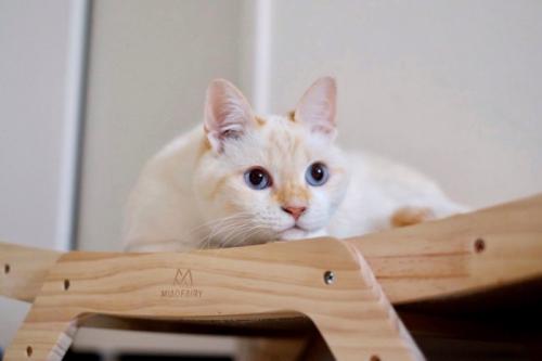 白い猫が伏せている