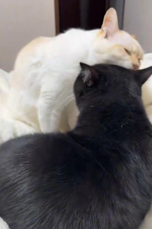 白猫と黒猫