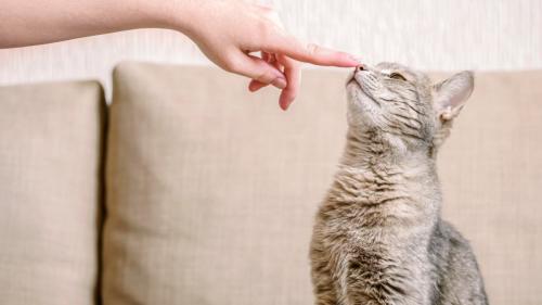 鼻を触られる猫