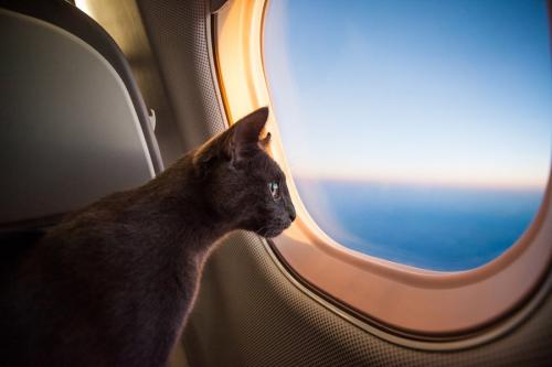 飛行機に乗った猫