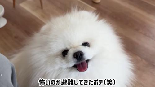 ポメラニアンの顔のドアップ