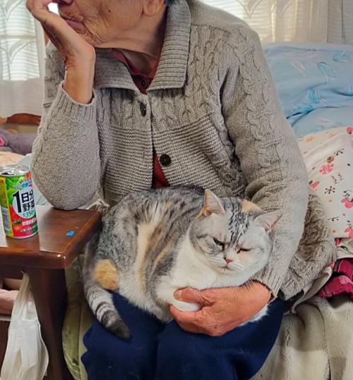 猫を支える手