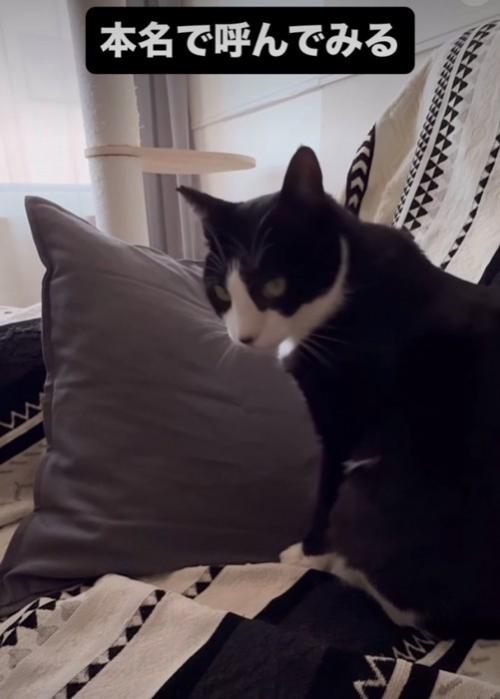 振り返る猫