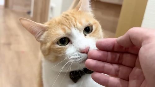 手とロビン