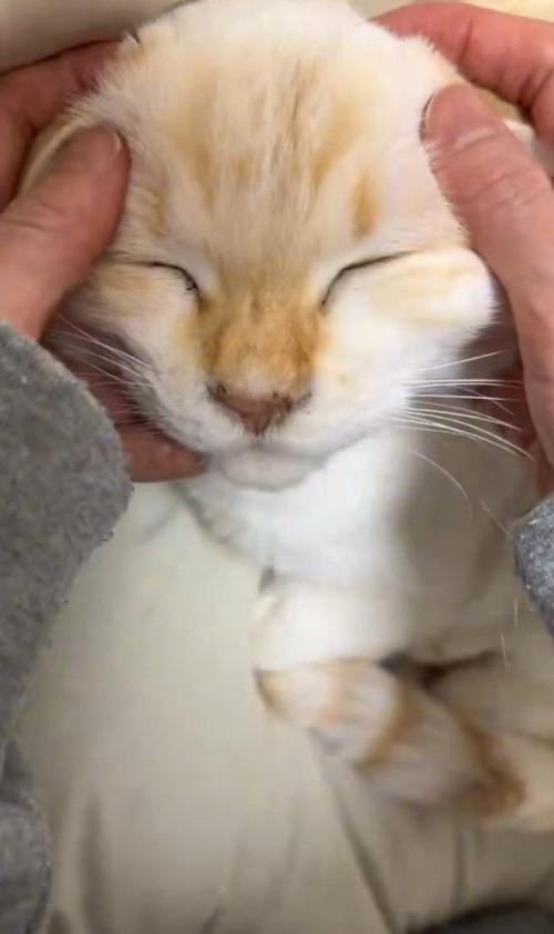 撫でられて目をつぶる猫2