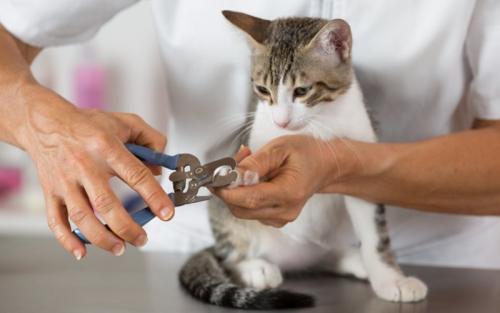 猫の爪切り