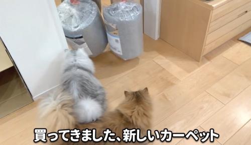 猫と新品