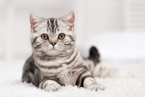 ジッと正面を見つめている猫