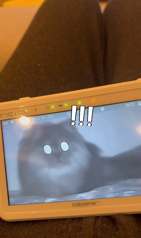 動き出す猫