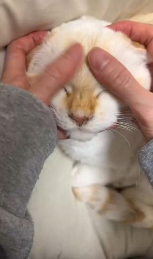 撫でられて目をつぶる猫1