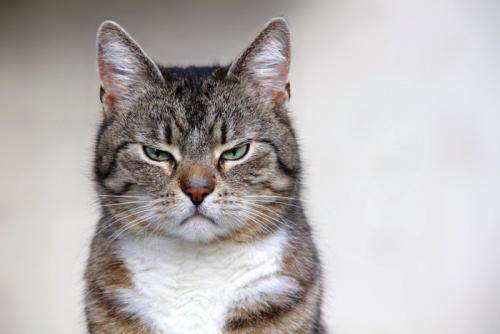 怒っている顔の猫