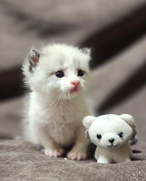 座っている子猫