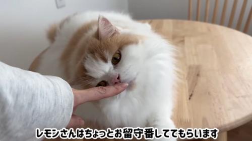 なでられている猫