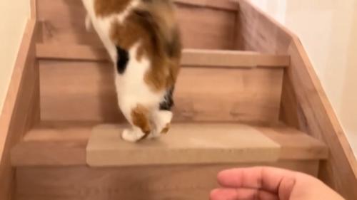 階段を登るベル