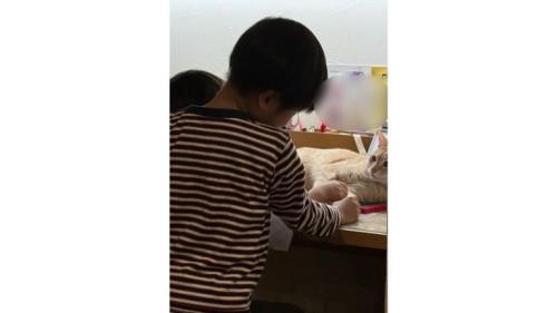 男の子と猫