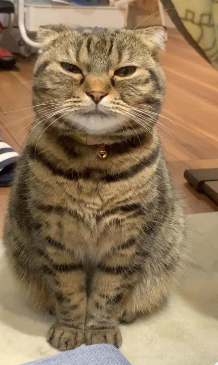 座っている猫