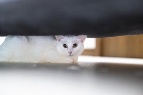 隠れる猫