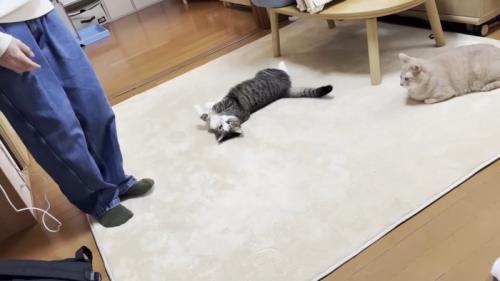 2匹