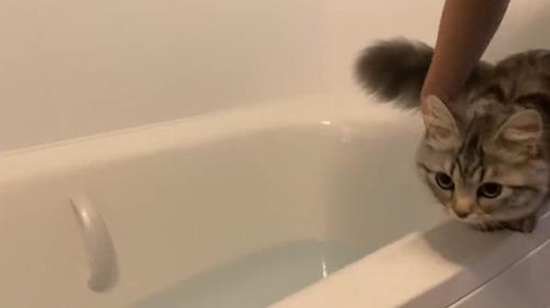 バスタブの淵にいる猫