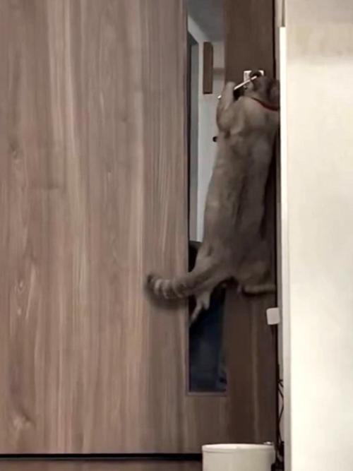 足で踏ん張ってドアノブを傾けようとする猫の姿