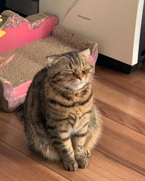 座ったまま寝る猫