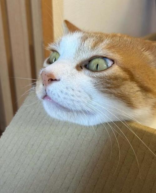 猫横顔