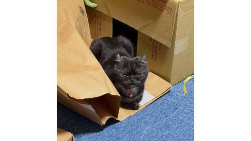 室内にいる猫