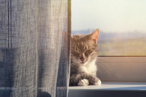 カーテン裏でまったりする猫