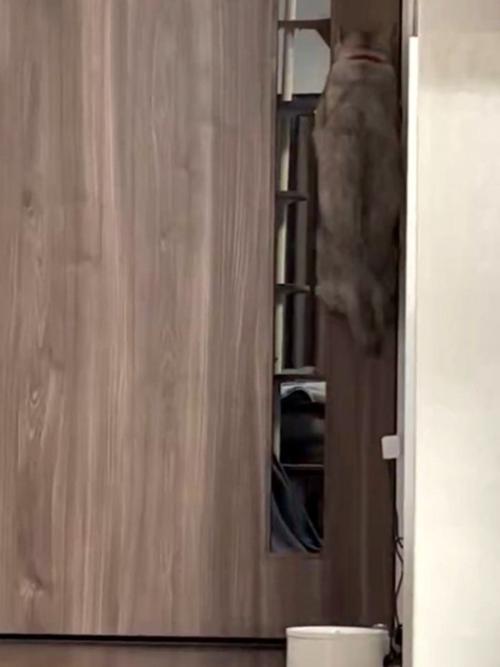 猫が大ジャンプした瞬間