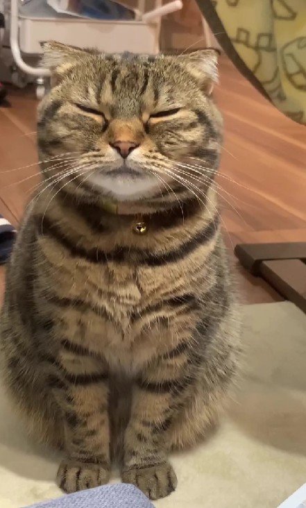 目をつぶる猫