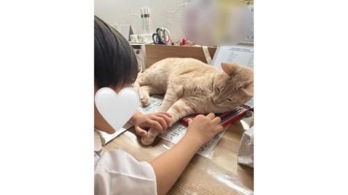 男の子と猫