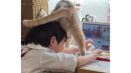 男の子と猫