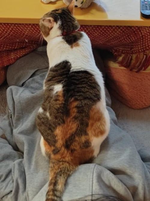 座っている猫