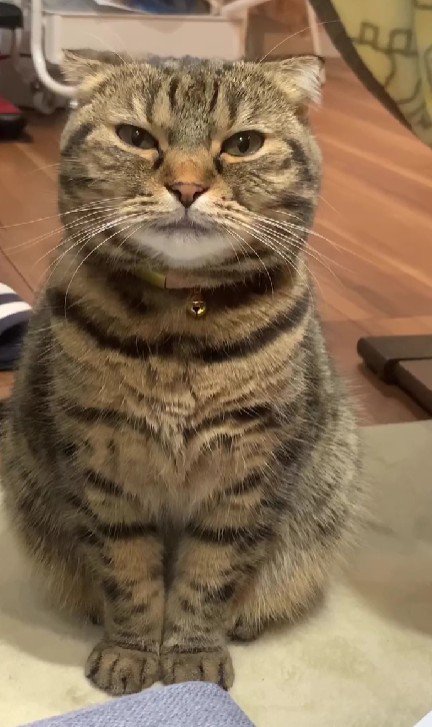 座っている猫