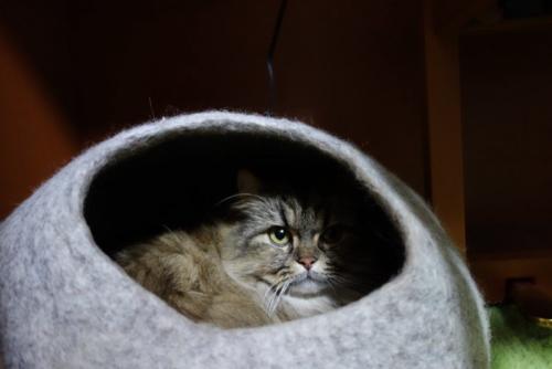 安静にする猫